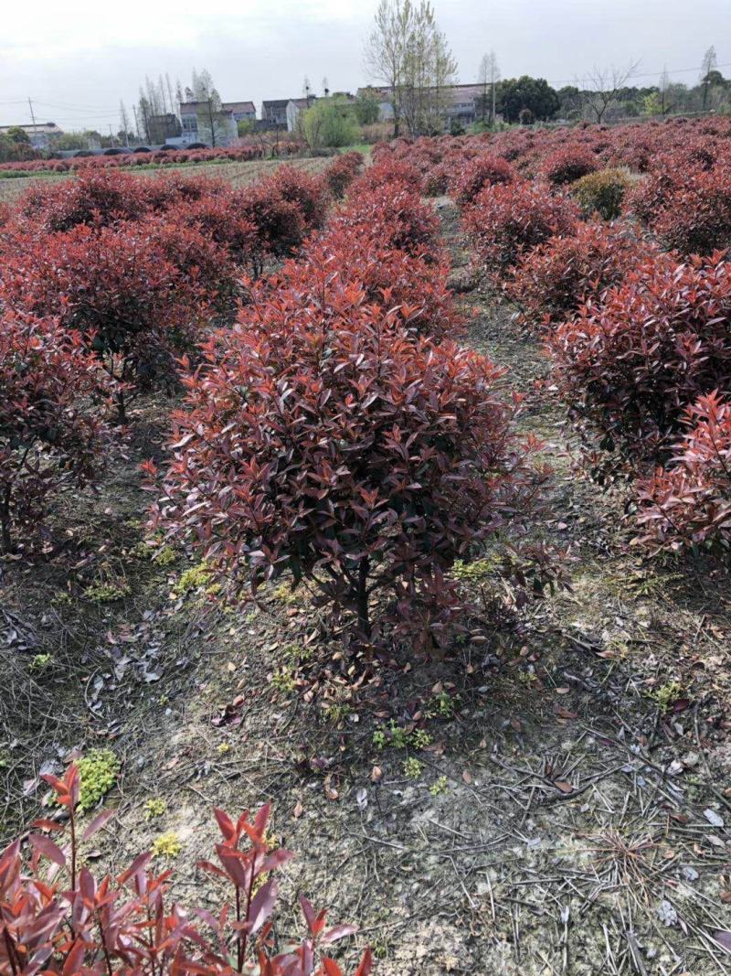 精品红叶石楠大杯苗小杯苗60—2石楠球支持视频看货