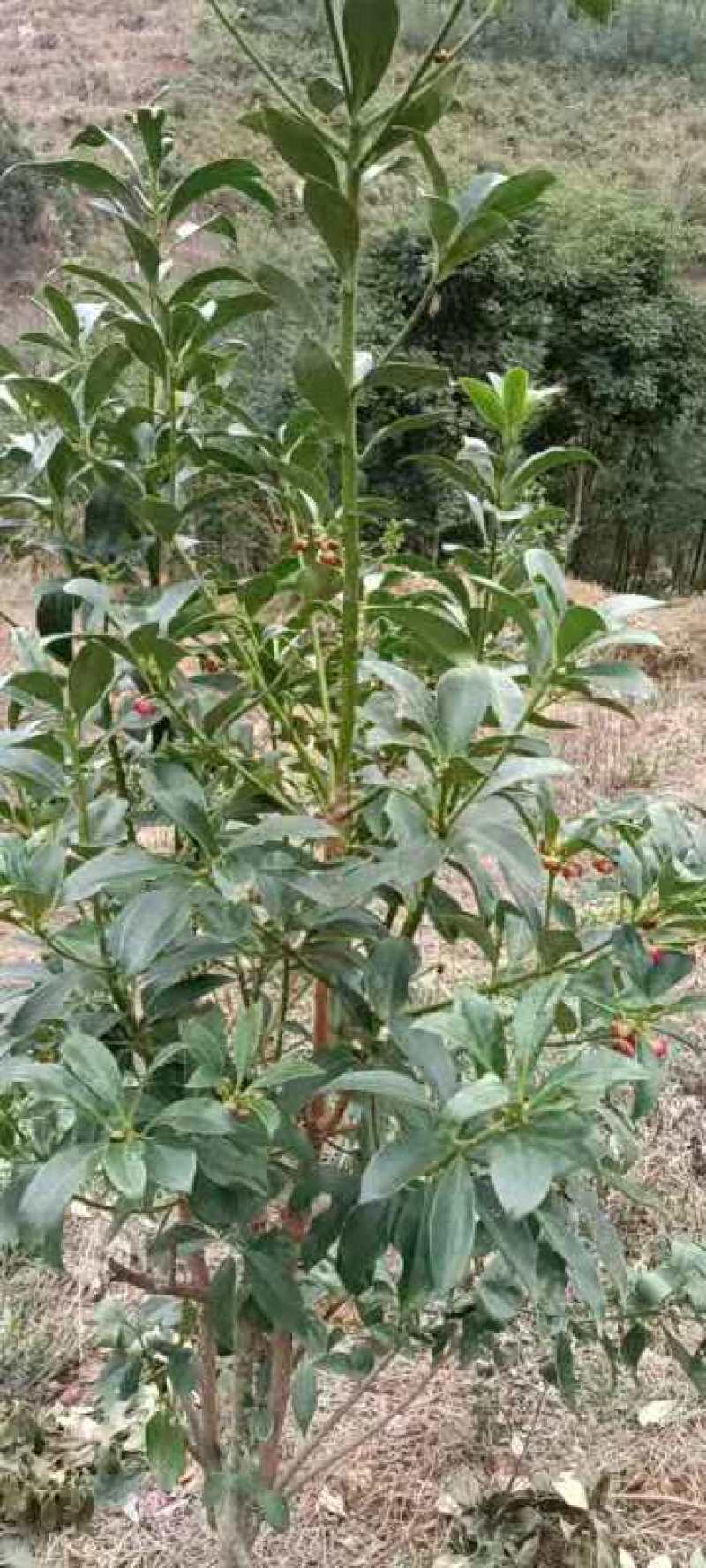 广西大红八角嫁接树苗，罗马品种，高产量，生长快