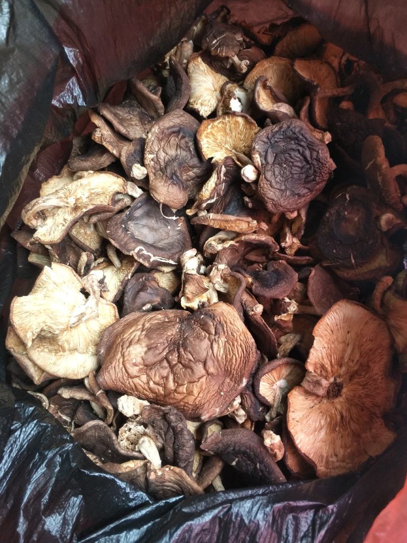野生香菇香菇大瑶山源产地香菇