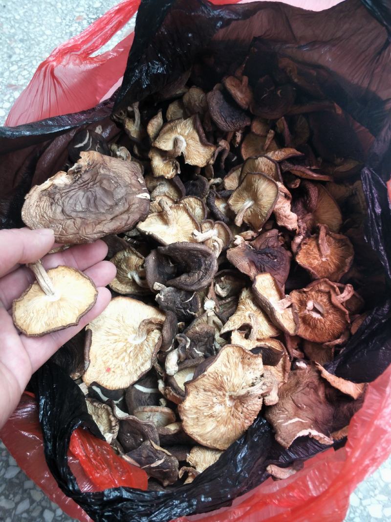 野生香菇香菇大瑶山源产地香菇