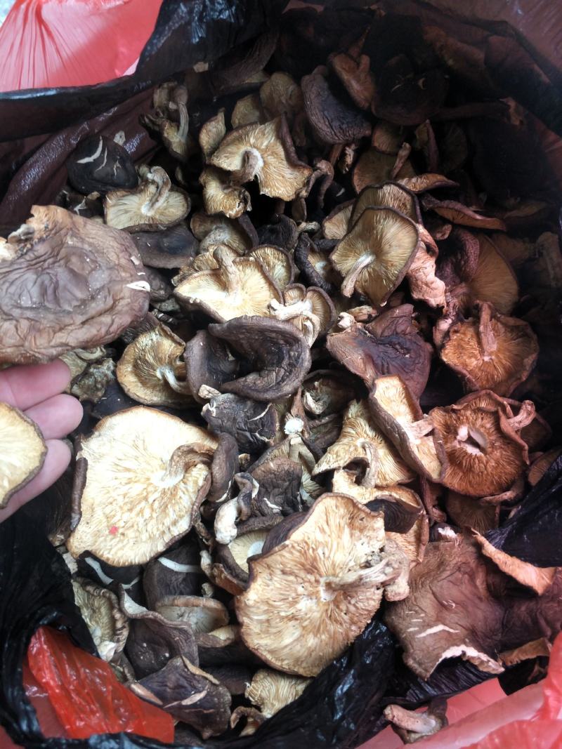 野生香菇香菇大瑶山源产地香菇