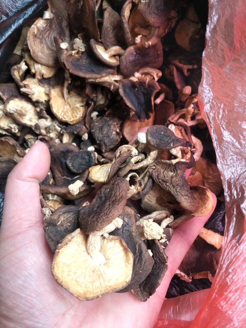 野生香菇香菇大瑶山源产地香菇