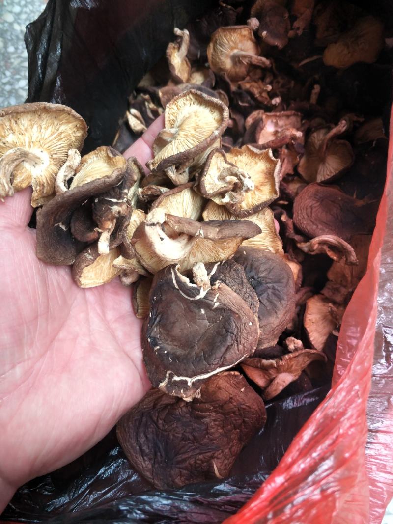 野生香菇香菇大瑶山源产地香菇