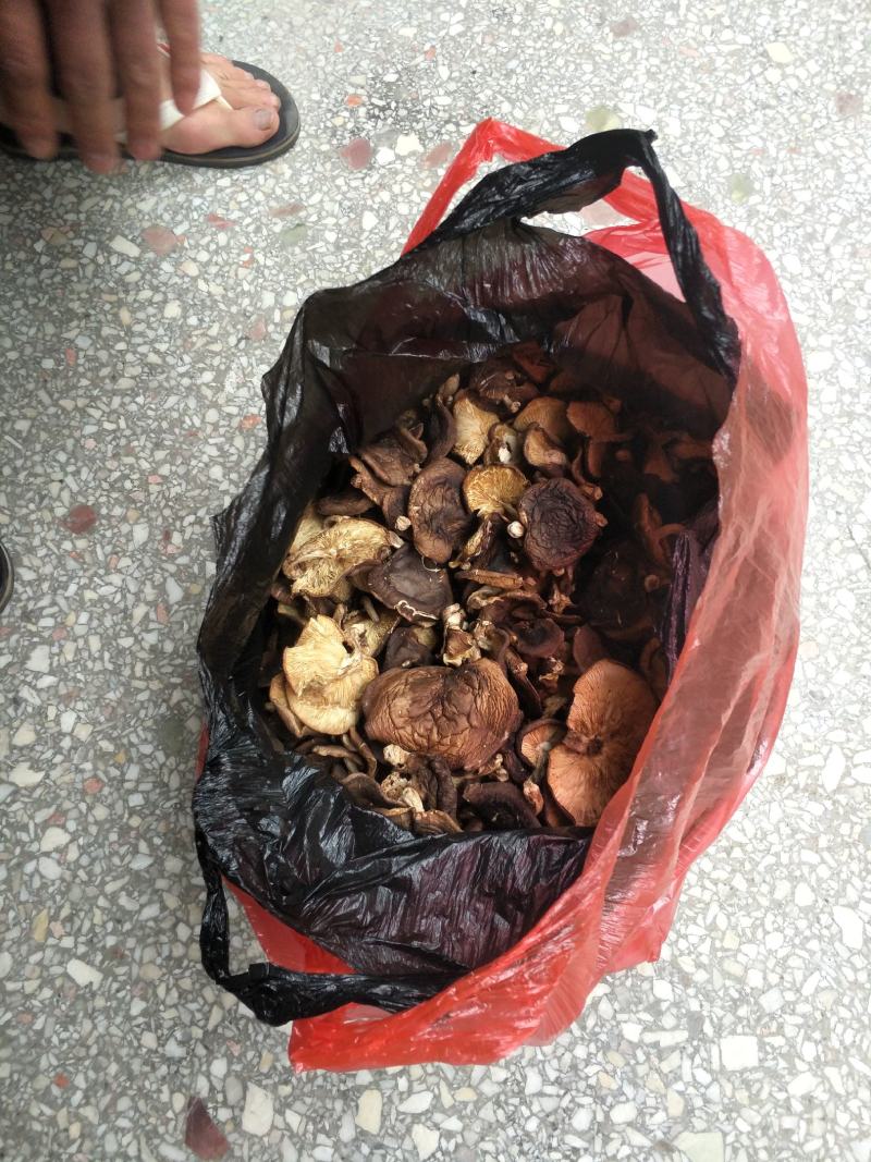 野生香菇香菇大瑶山源产地香菇