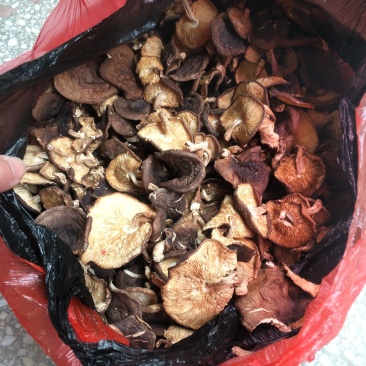 野生香菇香菇大瑶山源产地香菇