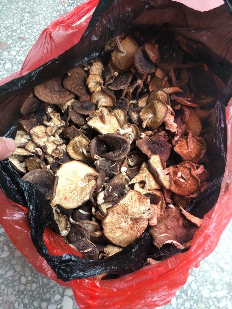 野生香菇香菇大瑶山源产地香菇