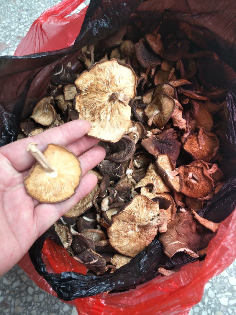 野生香菇香菇大瑶山源产地香菇