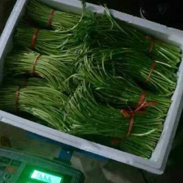 黎蒿：又名蒌蒿。芦蒿。柳蒿，菊科蒿，属野生草本植物，经