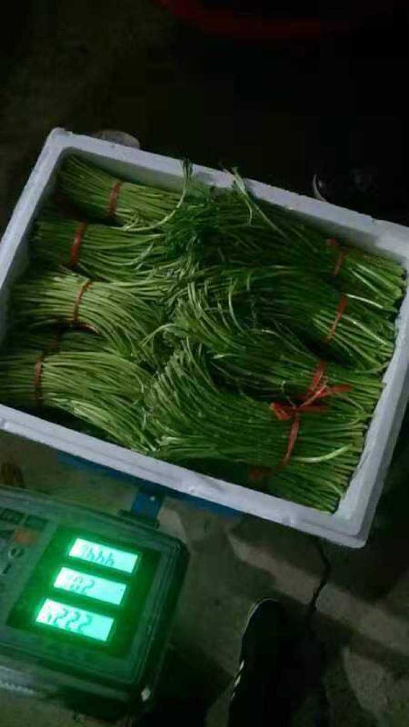 黎蒿：又名蒌蒿。芦蒿。柳蒿，菊科蒿，属野生草本植物，经