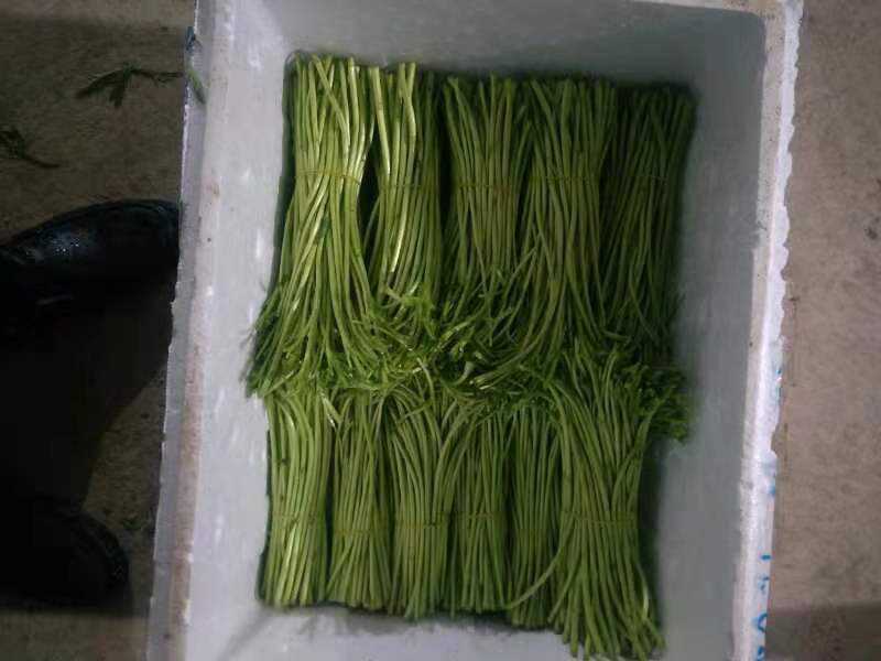 黎蒿：又名蒌蒿。芦蒿。柳蒿，菊科蒿，属野生草本植物，经