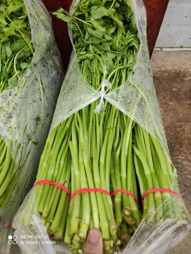 水芹菜，鲜嫩可口味美，