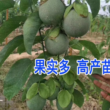 [热销]绿皮百香果苗荔枝味百香果苗正品苗包邮