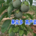 [热销]绿皮百香果苗荔枝味百香果苗正品苗包邮