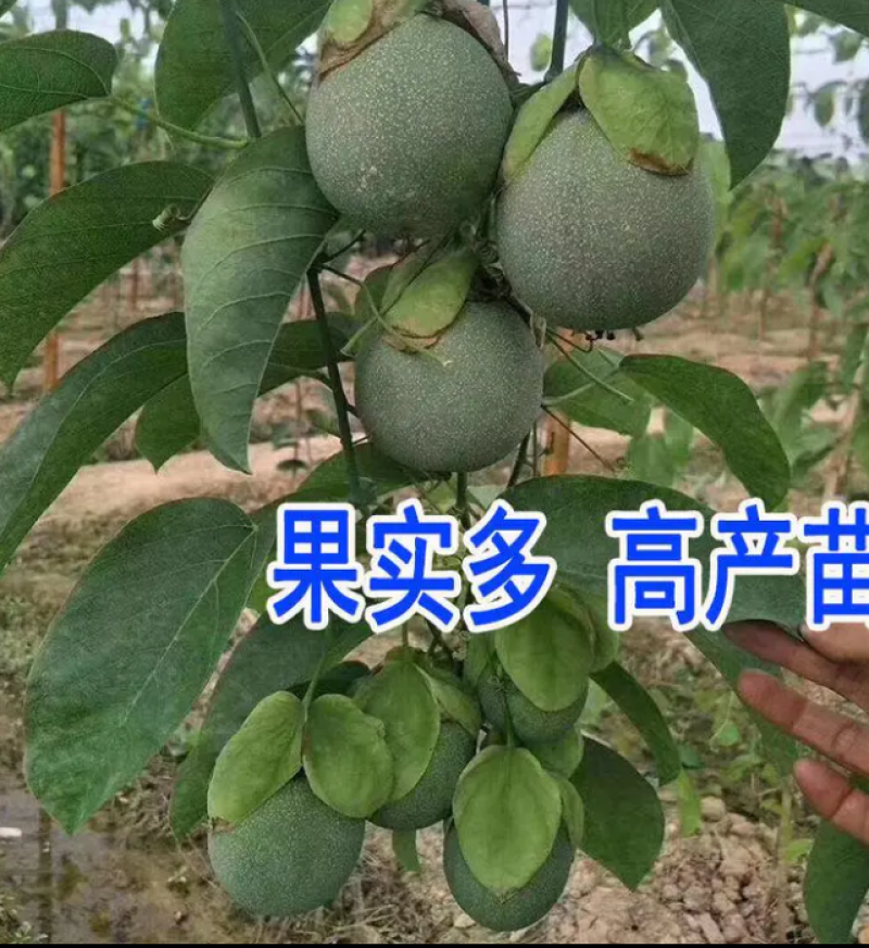 [热销]绿皮百香果苗荔枝味百香果苗正品苗包邮