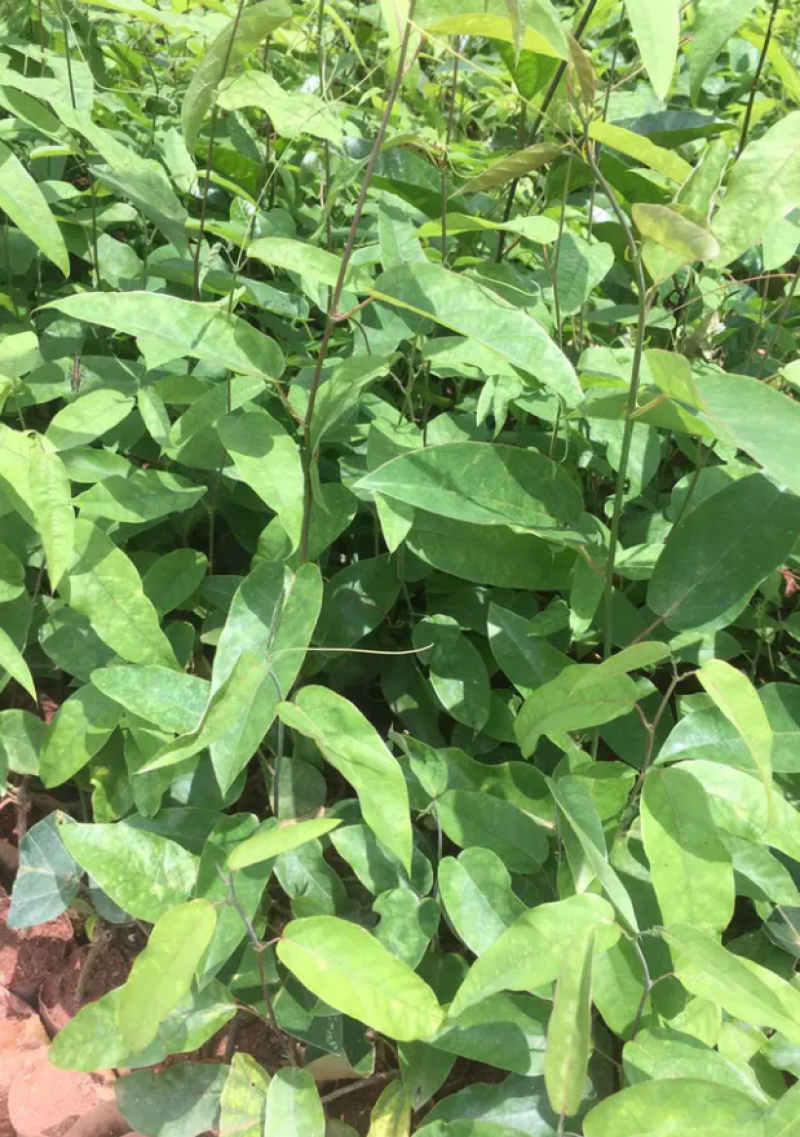 [热销]绿皮百香果苗荔枝味百香果苗正品苗包邮