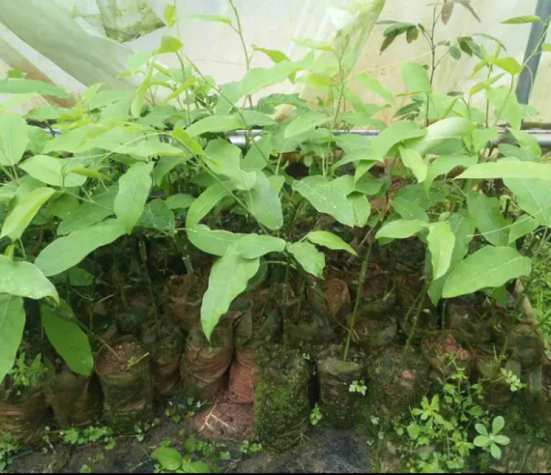 [热销]绿皮百香果苗荔枝味百香果苗正品苗包邮