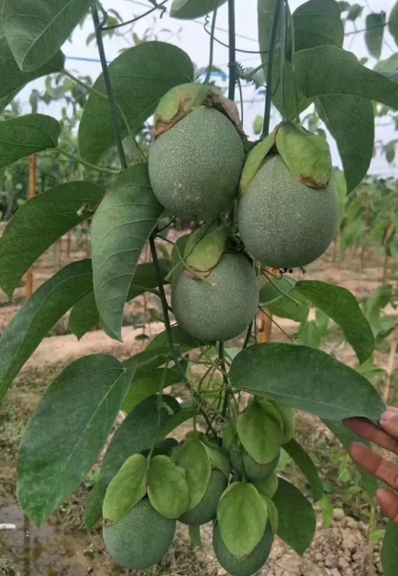 [热销]绿皮百香果苗荔枝味百香果苗正品苗包邮