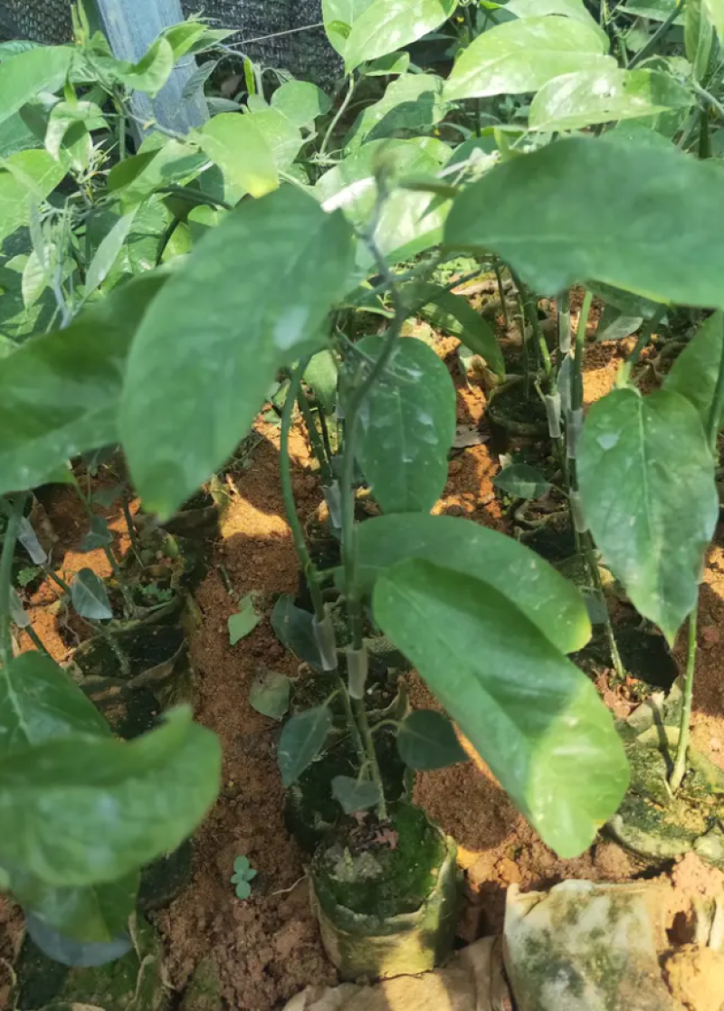 [热销]绿皮百香果苗荔枝味百香果苗正品苗包邮