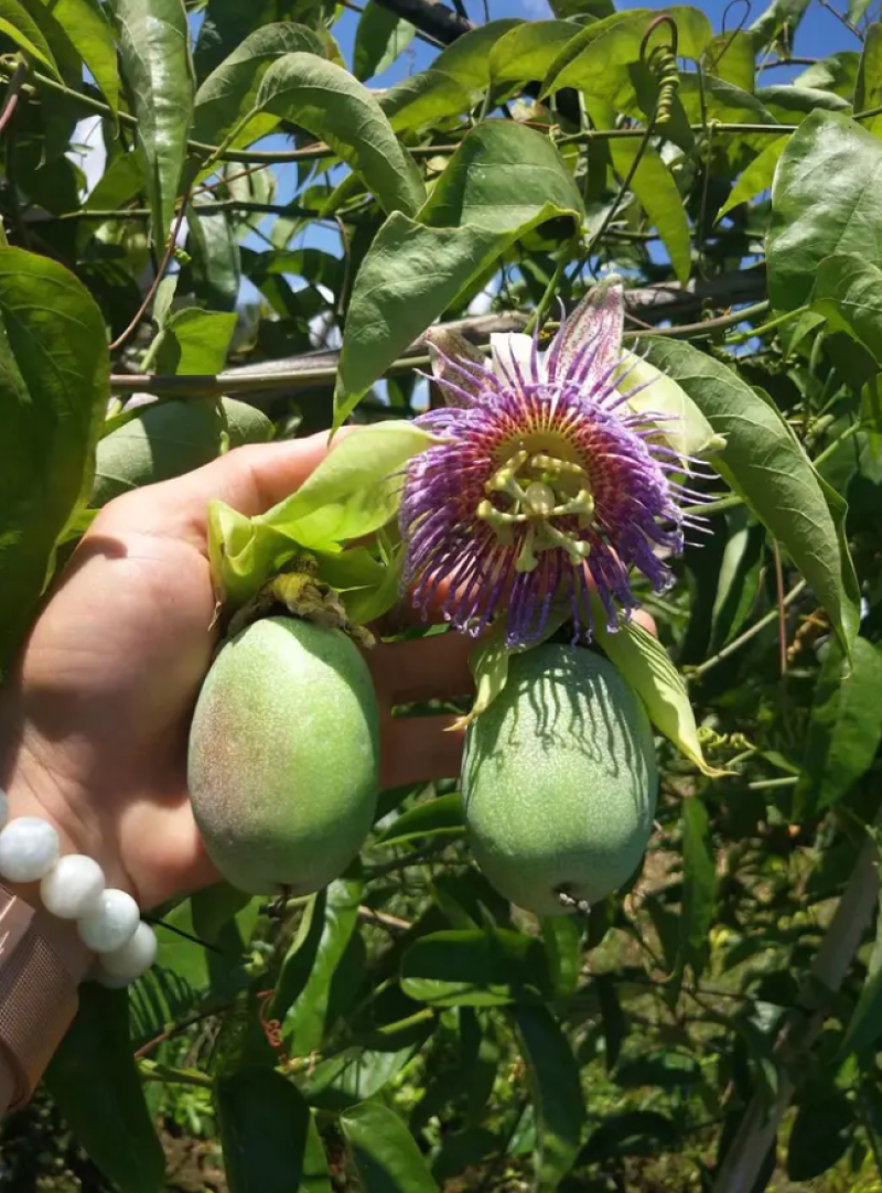 [热销]绿皮百香果苗荔枝味百香果苗正品苗包邮
