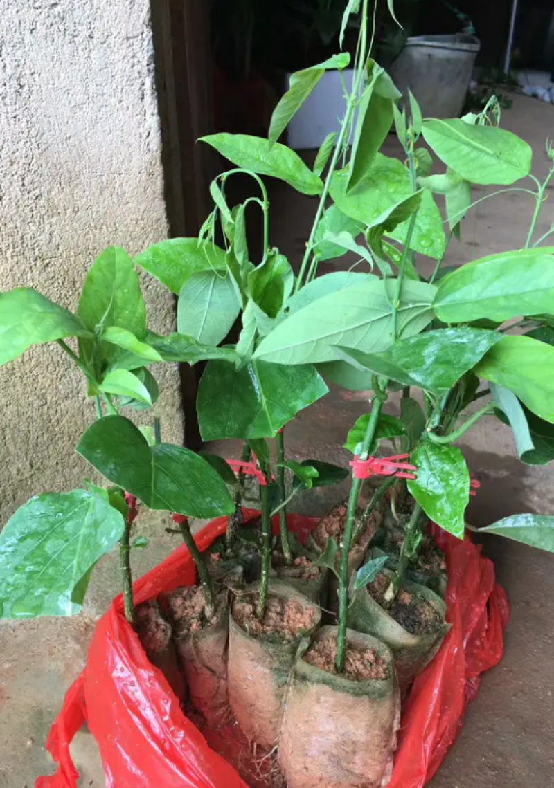 [热销]绿皮百香果苗荔枝味百香果苗正品苗包邮