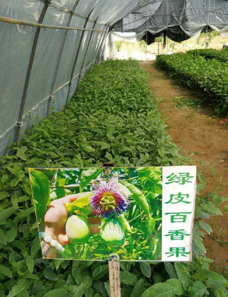 [热销]绿皮百香果苗荔枝味百香果苗正品苗包邮