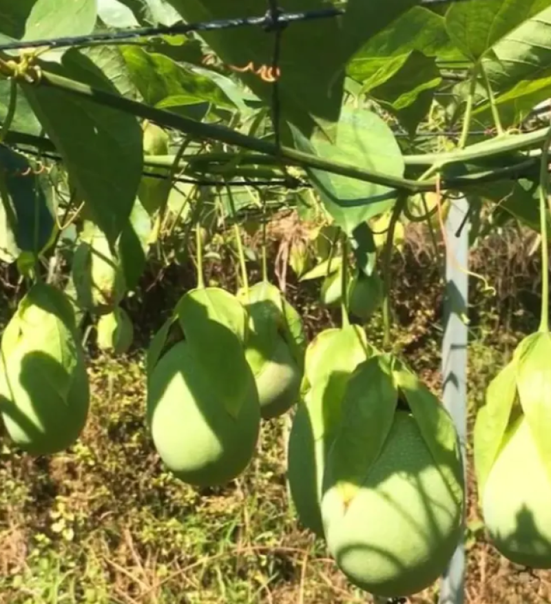 [热销]绿皮百香果苗荔枝味百香果苗正品苗包邮