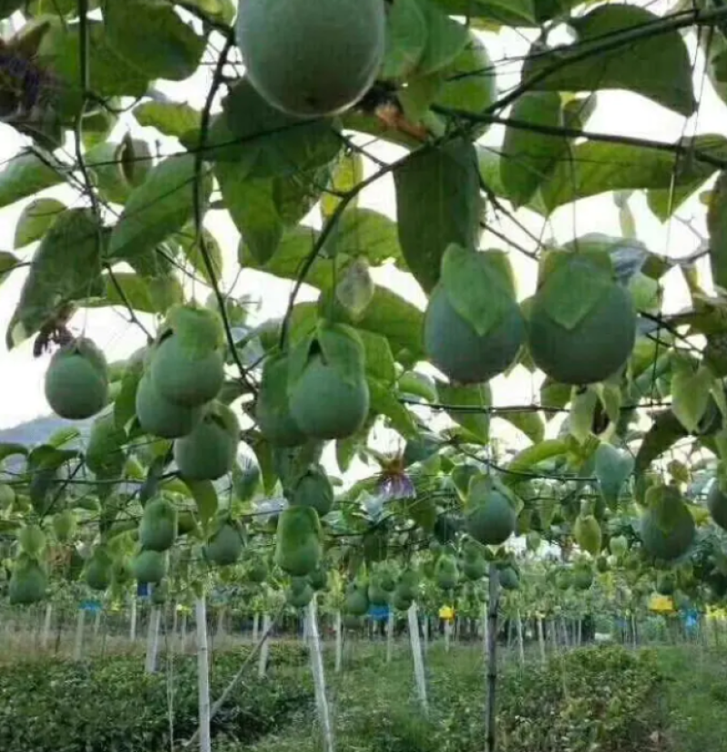 [热销]绿皮百香果苗荔枝味百香果苗正品苗包邮