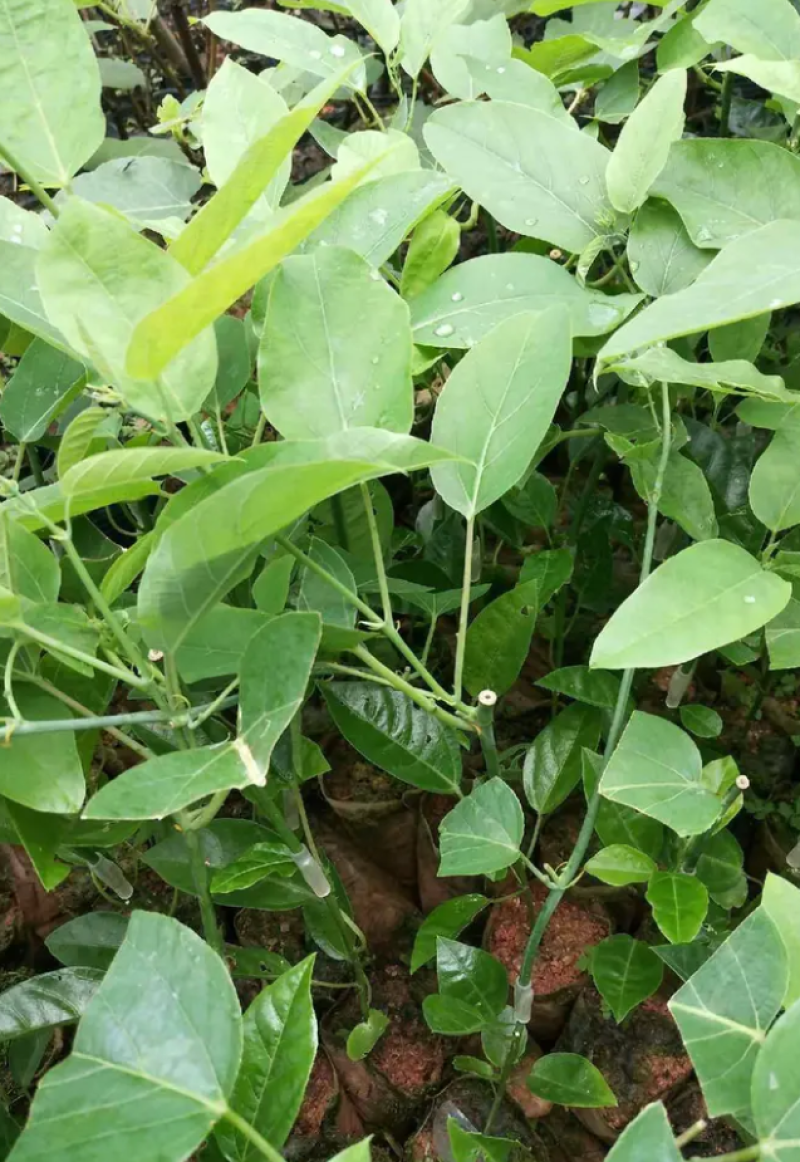 [热销]绿皮百香果苗荔枝味百香果苗正品苗包邮