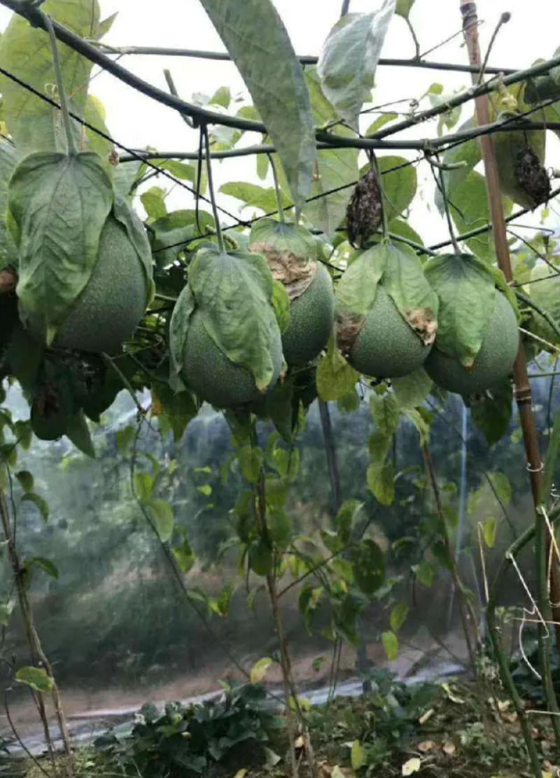 [热销]绿皮百香果苗荔枝味百香果苗正品苗包邮