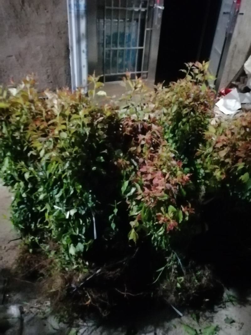 青梅苗，青竹梅苗，红梅苗，嫁接青梅苗，两年三年苗