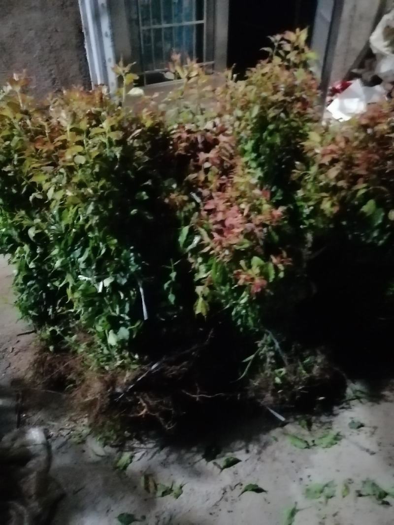 青梅苗，青竹梅苗，红梅苗，嫁接青梅苗，两年三年苗