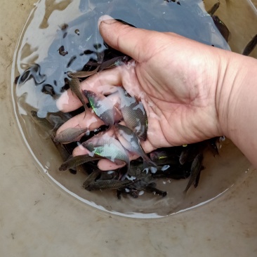 鳑鲏，色彩缤纷，自带发光，天然观赏鱼