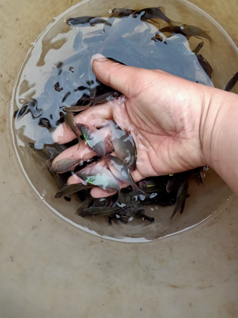 鳑鲏，色彩缤纷，自带发光，天然观赏鱼