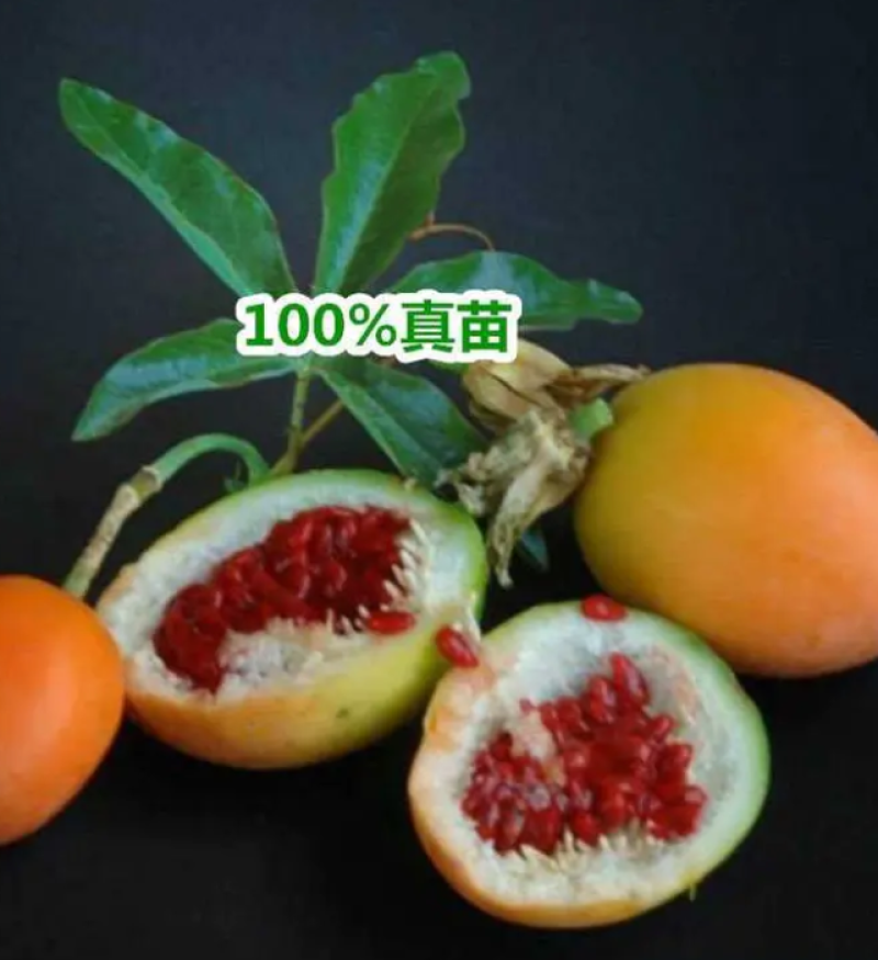 [热销]新品种蓝冠百香果苗优良品种正品苗包邮