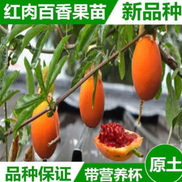 [热销]新品种蓝冠百香果苗优良品种正品苗包邮
