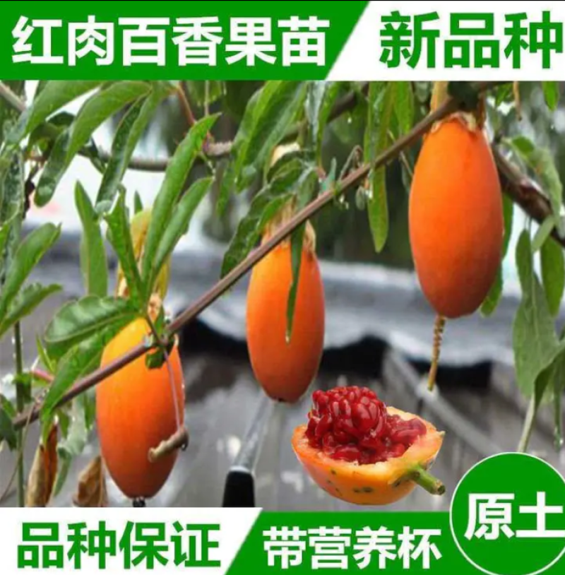 [热销]新品种蓝冠百香果苗优良品种正品苗包邮