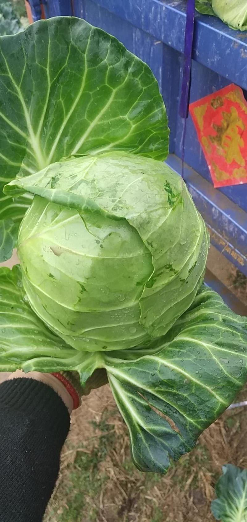 福建漳州甘蓝个头均匀，