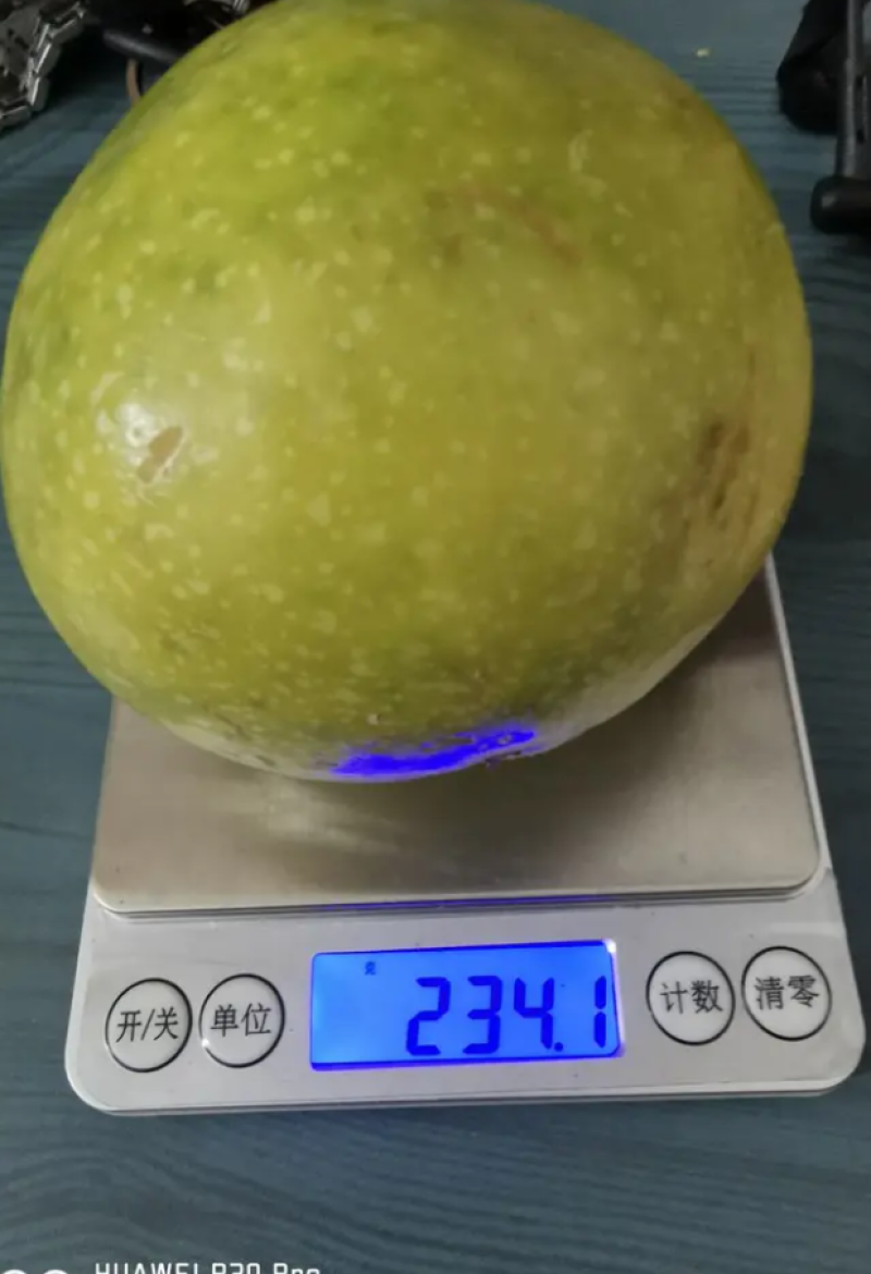 [热销]新品种金霸百香果苗巨无霸百香果苗正品苗包邮