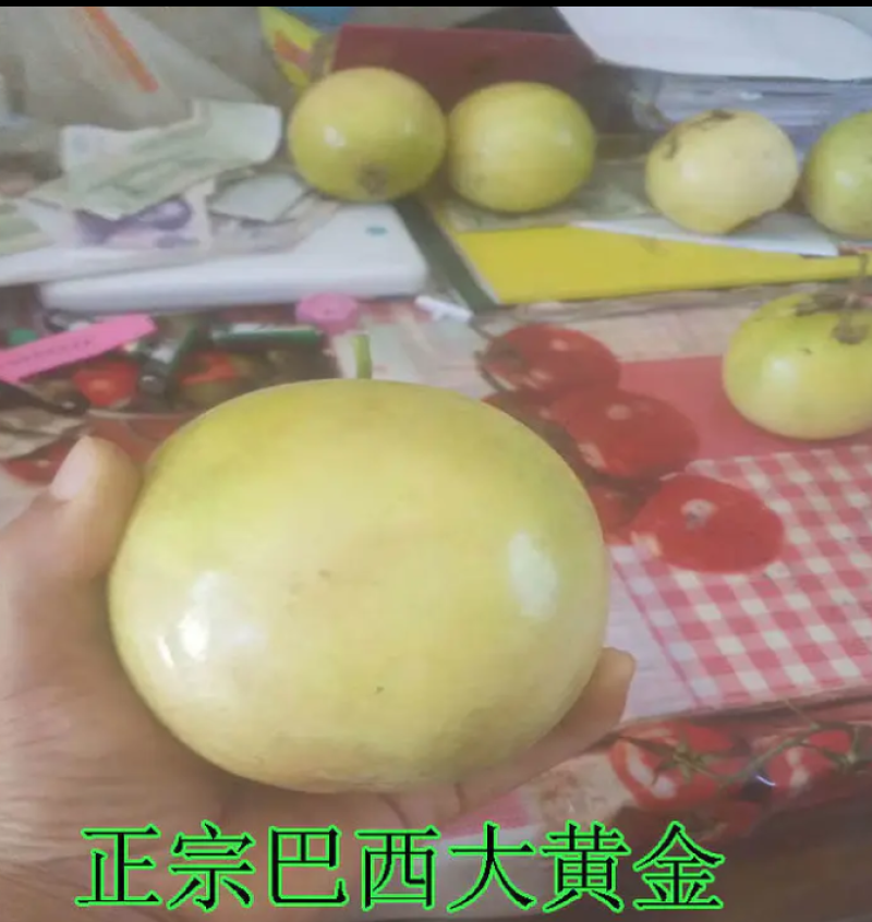 [热销]新品种金霸百香果苗巨无霸百香果苗正品苗包邮