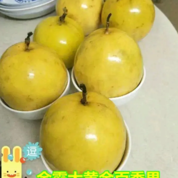 [热销]新品种金霸百香果苗巨无霸百香果苗正品苗包邮