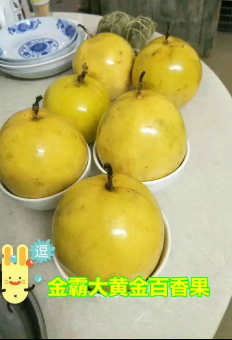 [热销]新品种金霸百香果苗巨无霸百香果苗正品苗包邮
