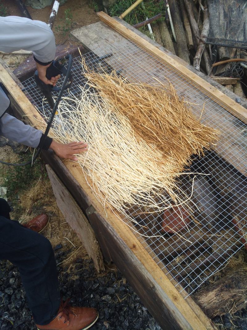 广西中药材中草药白茅根产地批发规格齐全对接药厂