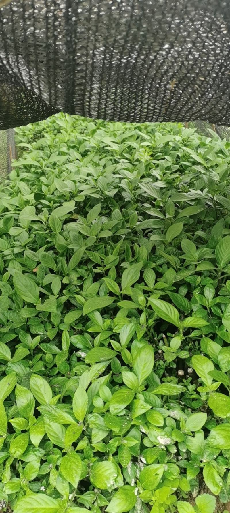 南板蓝根幼苗（种植加工回收）量大从优重要的是种一年管3年