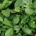 南板蓝根幼苗（种植加工回收）量大从优重要的是种一年管3年