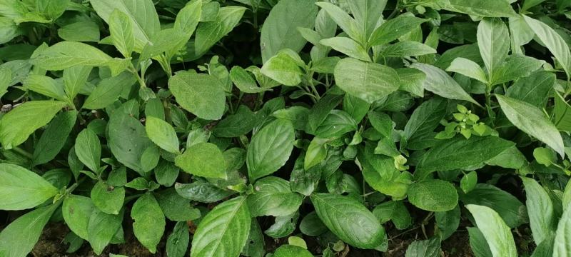 南板蓝根幼苗（种植加工回收）量大从优重要的是种一年管3年