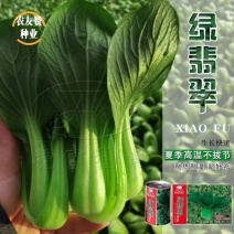 耐热束腰青梗菜种子晓富绿翡翠青菜种子耐湿，夏季高温不拔节