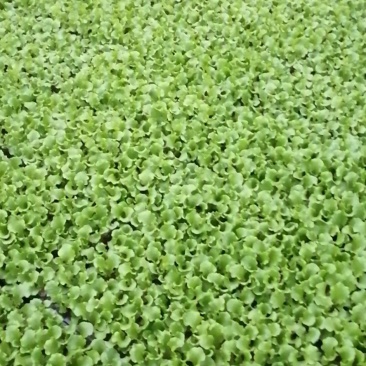精品生菜苗，需要的连系