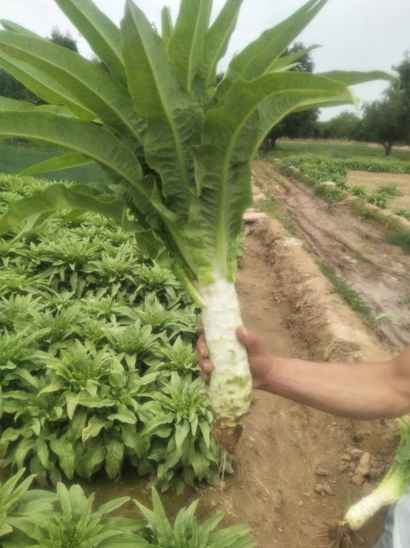 安徽红叶莴苣，埇桥红叶想莴笋，诚信经营欢迎考察参观一条龙服务