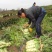 安徽红叶莴苣，埇桥红叶想莴笋，诚信经营欢迎考察参观一条龙服务