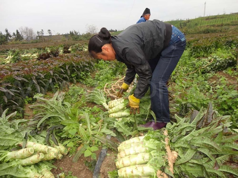 安徽红叶莴苣，埇桥红叶想莴笋，诚信经营欢迎考察参观一条龙服务